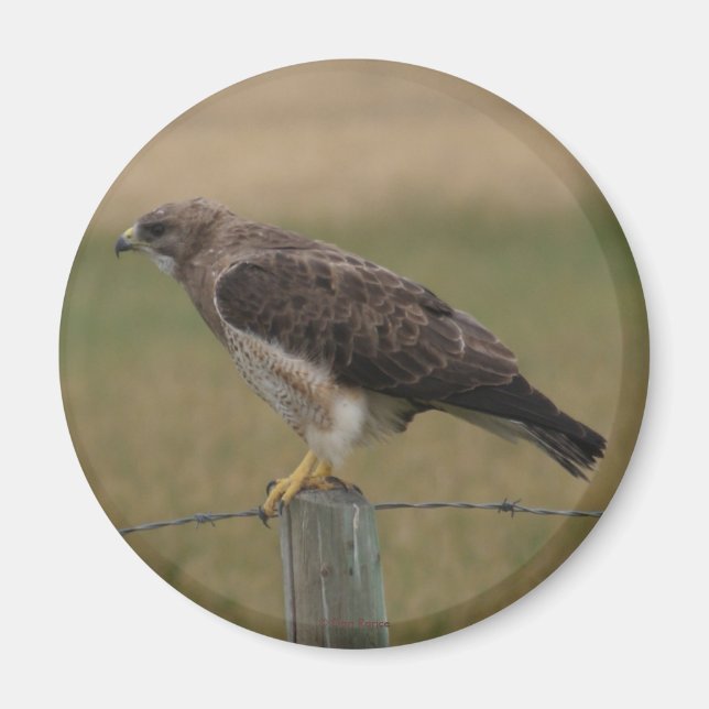 B10 Swainsons Hawk Magnet (Framsidan)