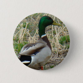 B12 Gräsand Drake Knapp