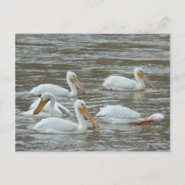 B16 Vitpelikaner vid Muddy River Vykort