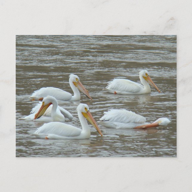 B16 Vitpelikaner vid Muddy River Vykort (Framsida)