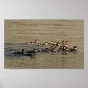 B17 Merganser Hen och Ducklings Poster