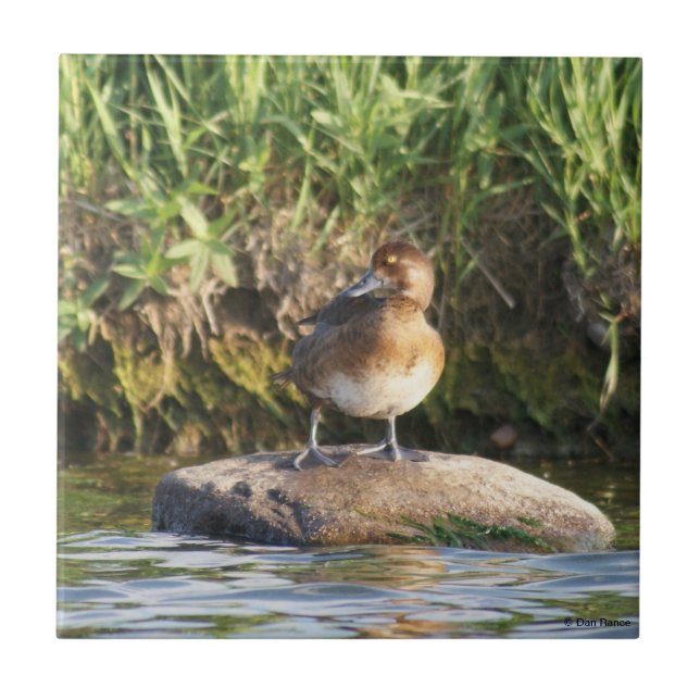 B18 Lesser Scaup Kakelplatta (Framsidan)
