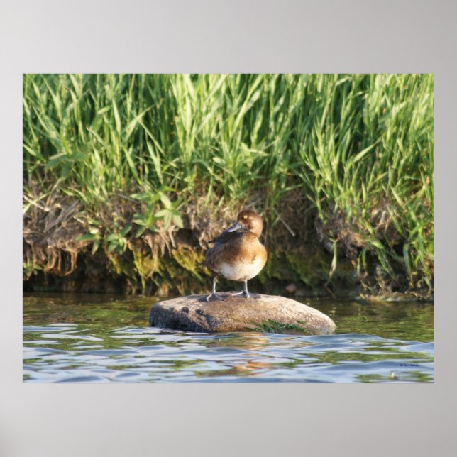 B18 Lesser Scaup Poster (Framsidan)