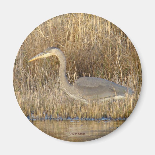 B19 Blå Heron Juvenile Magnet (Framsidan)
