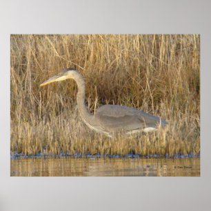 B19 Ungdomsblå Underbar Heron Poster