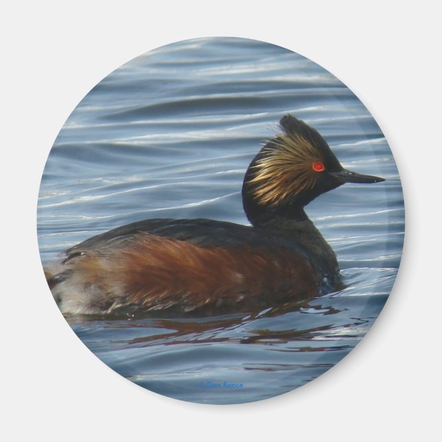 B1 Svarthuvad dykpetrell Magnet (Framsidan)