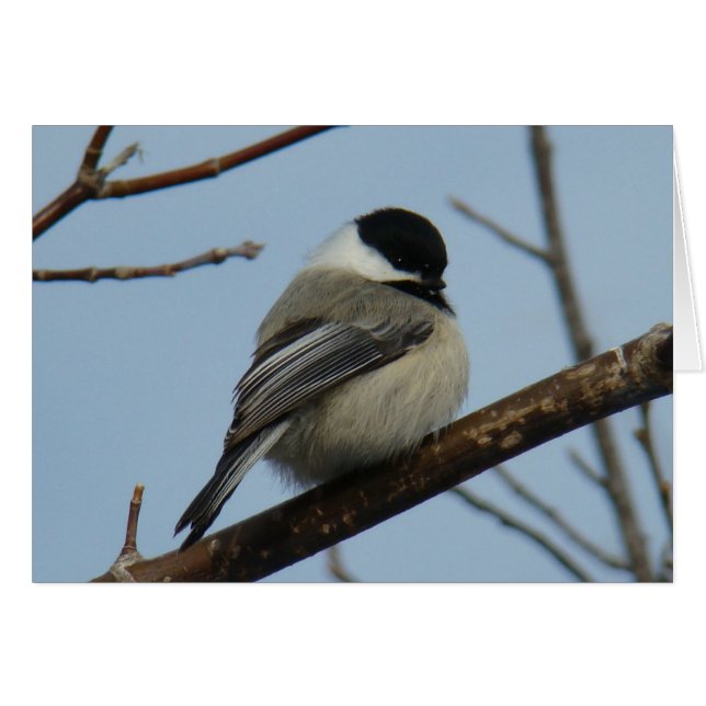 B21 Svart, kapslad chickadee Hälsningskort (Framsidan Horizontal)