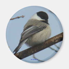 B21 Svart, kapslad chickadee Magnet
