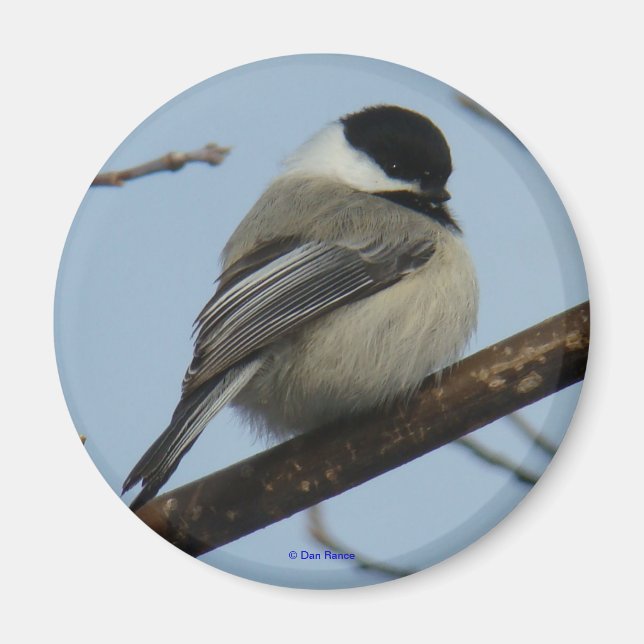 B21 Svart, kapslad chickadee Magnet (Framsidan)