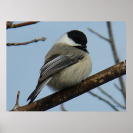 B21 Svart, kapslad chickadee Poster