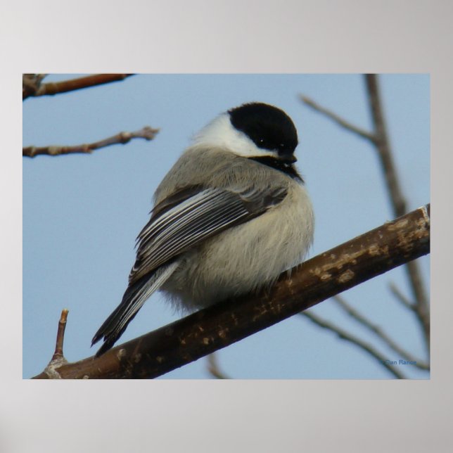 B21 Svart, kapslad chickadee Poster (Framsidan)