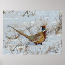 B22 Ring-Necked Pheasant
