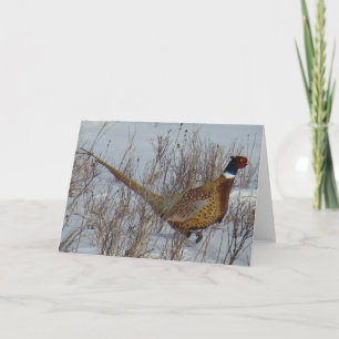 B23 Ring-hånglad Pheasant Kort
