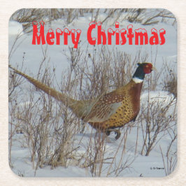 B23 Ring Necked Pheasant in Snow Coaster Underlägg Papper Kvadrat