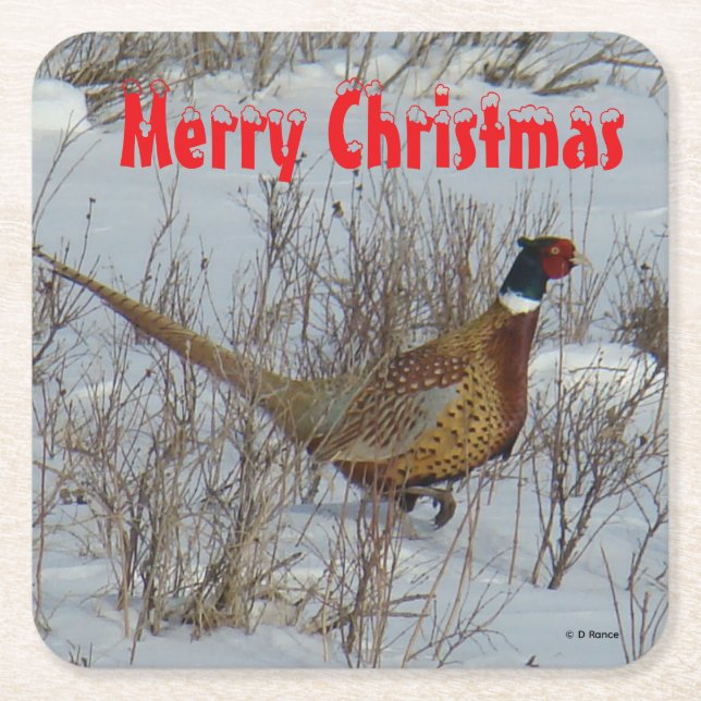 B23 Ring Necked Pheasant in Snow Coaster Underlägg Papper Kvadrat (Framsidan)