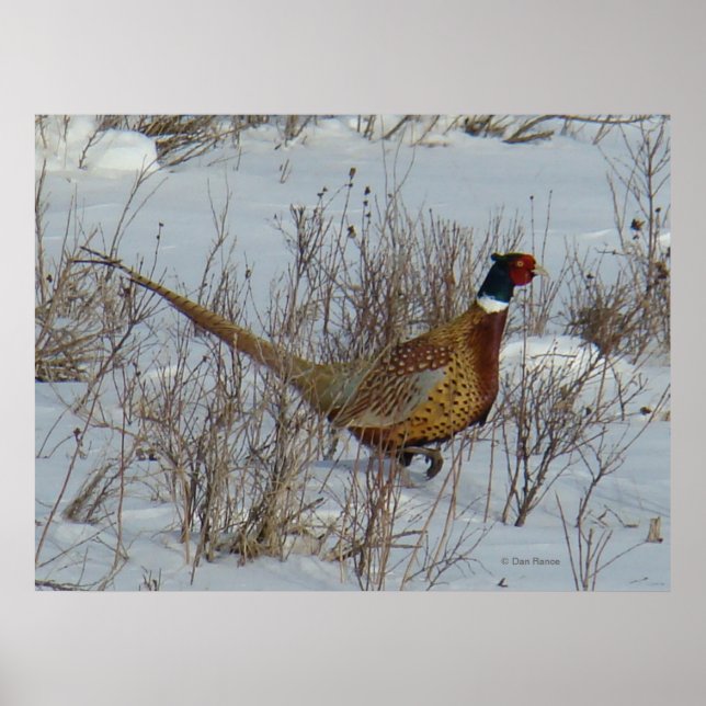 B23 Ring-Necked Pheasant Poster (Framsidan)