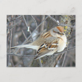 B24 gemensam Sparrow Vykort