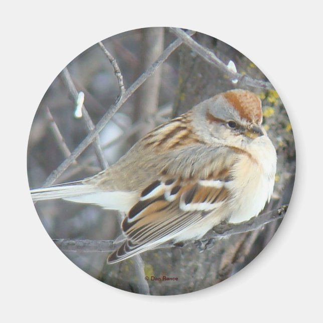 B24 Gråsparv Magnet (Framsidan)