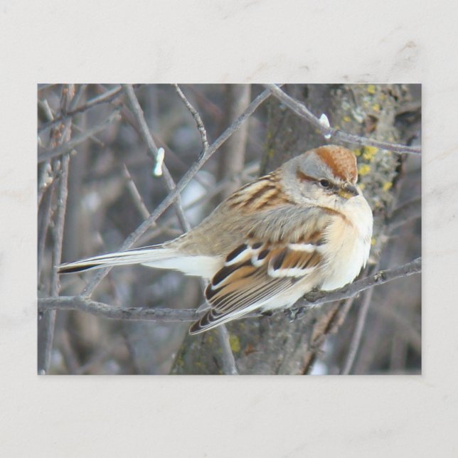 B24 Gråsparv Vykort (Framsida)