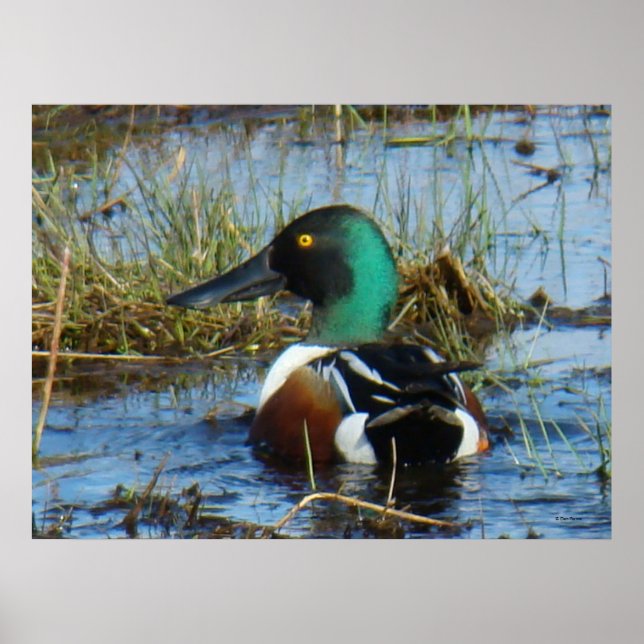 B25 Norra Shoveler Drake Poster (Framsidan)