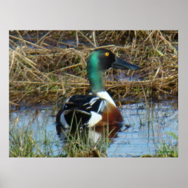 B26 Norra Shoveler Drake Poster