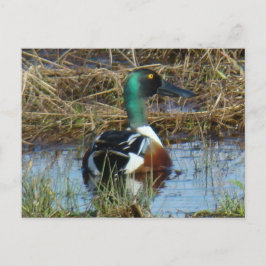 B26 Norra Shoveler Drake Vykort