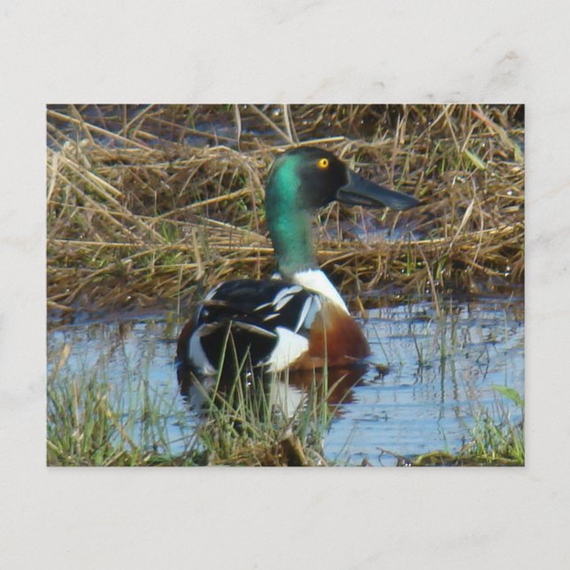 B26 Norra Shoveler Drake Vykort (Framsida)