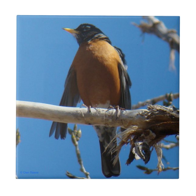 B28 Robin Kakelplatta (Framsidan)