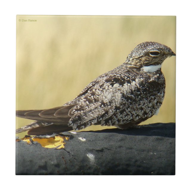 B29 Nattskärra Kakelplatta (Framsidan)