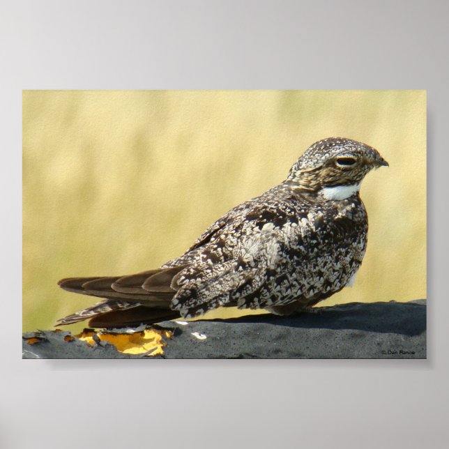 B29 Nattskärra Poster (Framsidan)