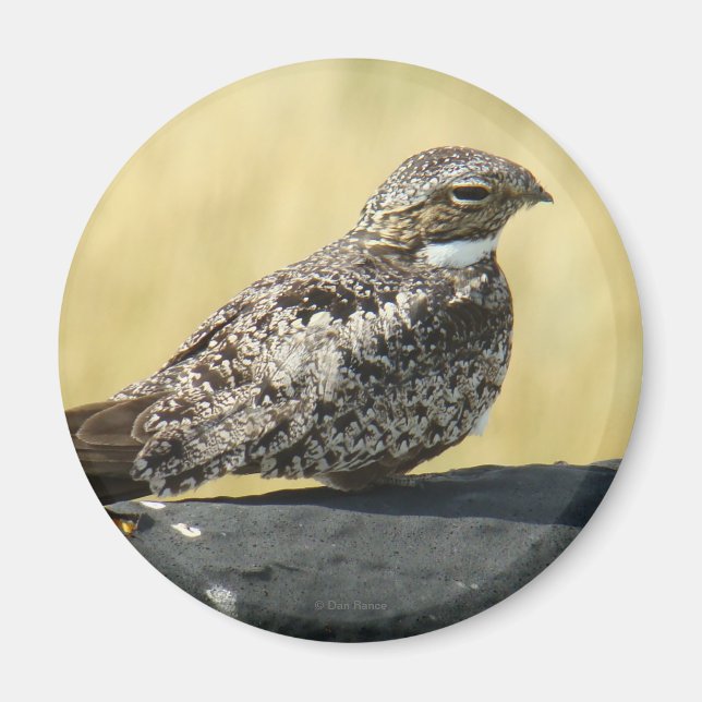 B29 Vanlig nighthawk Magnet (Framsidan)