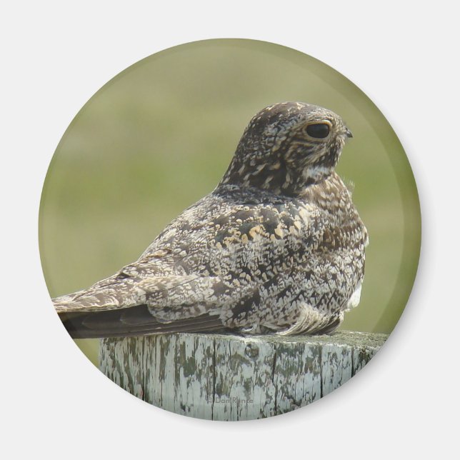 B2 Common Nighthawk Magnet (Framsidan)