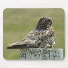 B2 Common Nighthawk Musmatta