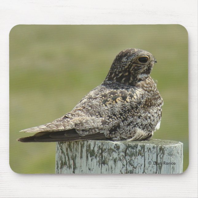 B2 Common Nighthawk Musmatta (Framsidan)