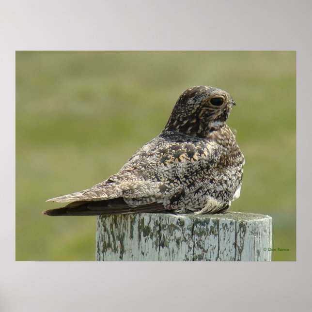 B2 Common Nighthawk Poster (Framsidan)