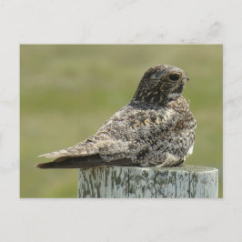 B2 Common Nighthawk Vykort