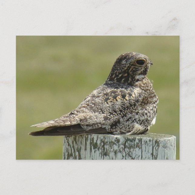 B2 Common Nighthawk Vykort (Framsida)