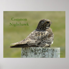 B2 Kommun Nighthawk Poster