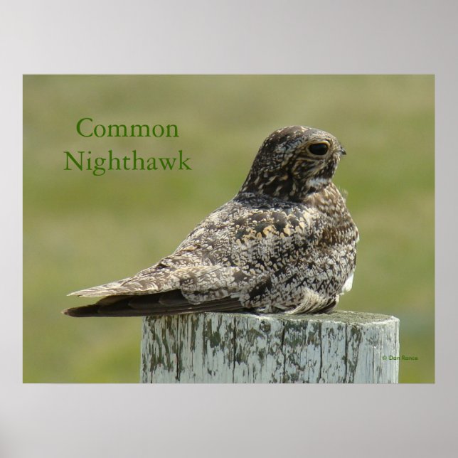 B2 Kommun Nighthawk Poster (Framsidan)