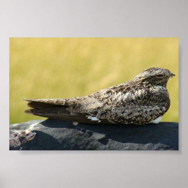 B30 Common Nighthawk Poster (Framsidan)