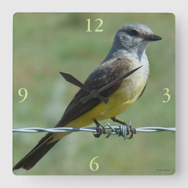 B31 Western Kingbird Fyrkantig Klocka (Framsida)