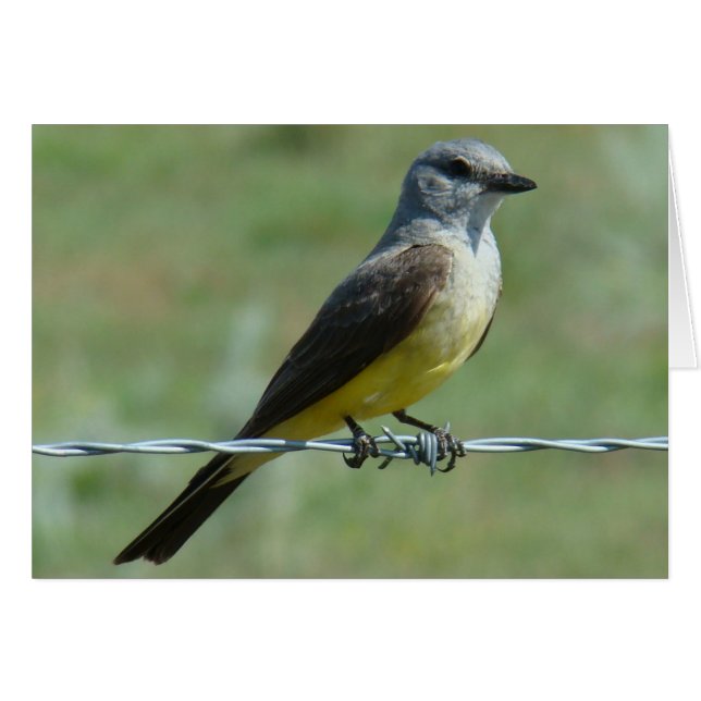 B31 Western Kingbird Hälsningskort (Framsidan Horizontal)