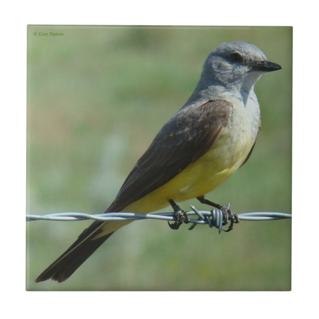 B31 Western Kingbird Kakelplatta (Framsidan)