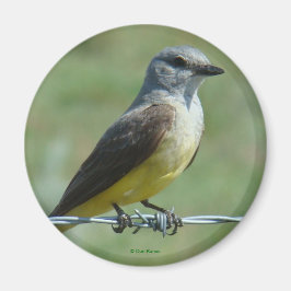 B31 Western Kingbird Magnet