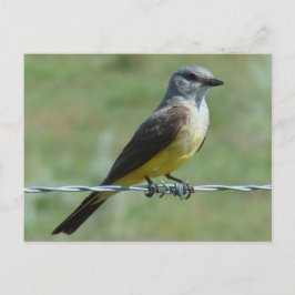 B31 Western Kingbird Vykort