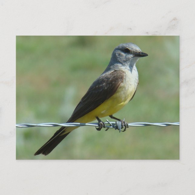 B31 Western Kingbird Vykort (Framsida)