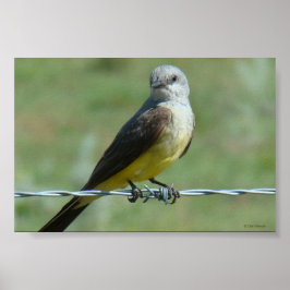 B32 Västlig kungstyrann Poster