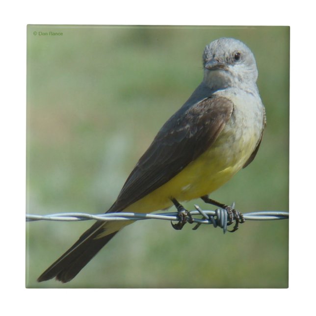 B32 Western Kingbird Kakelplatta (Framsidan)