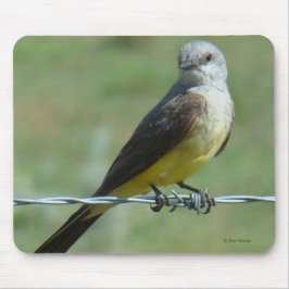 B32 Western Kingbird Musmatta