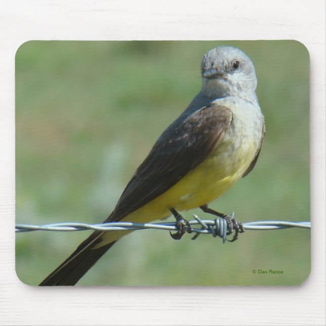 B32 Western Kingbird Musmatta (Framsidan)